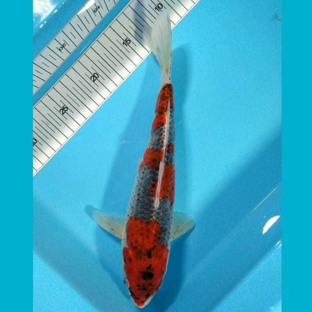 BKS ( ghosiki 28 cm )
