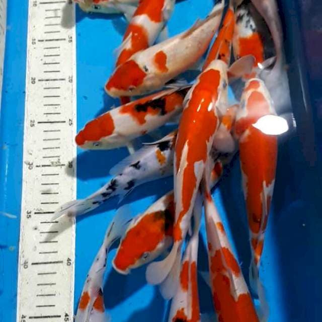 MIX KOI 20 CM UP
