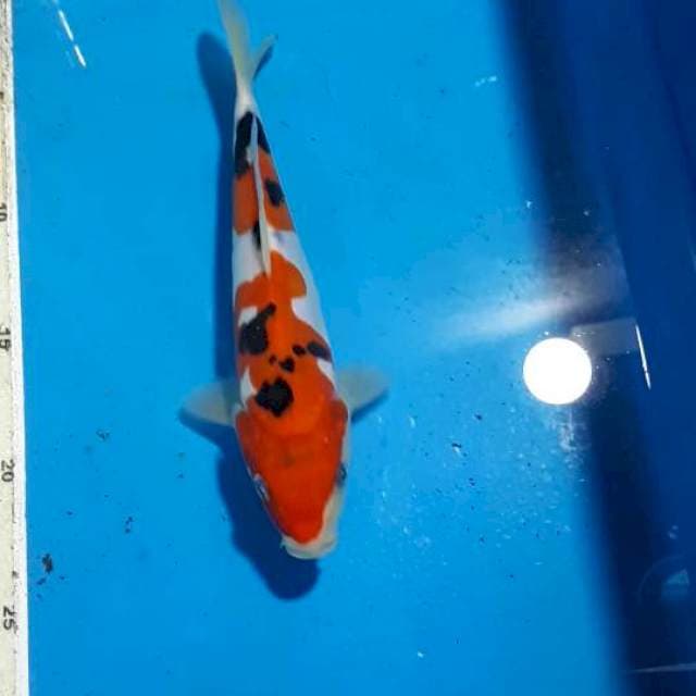 SANKE DOITSU 21 CM