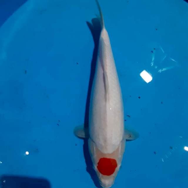 Tancho 34cm bulky berjitai