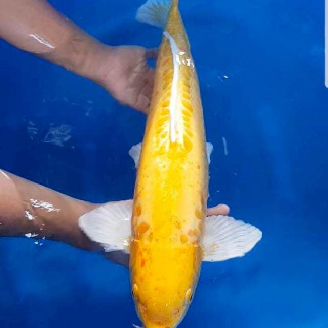 Yamabuki ogon doit 53 cm