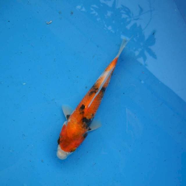 Showa F1