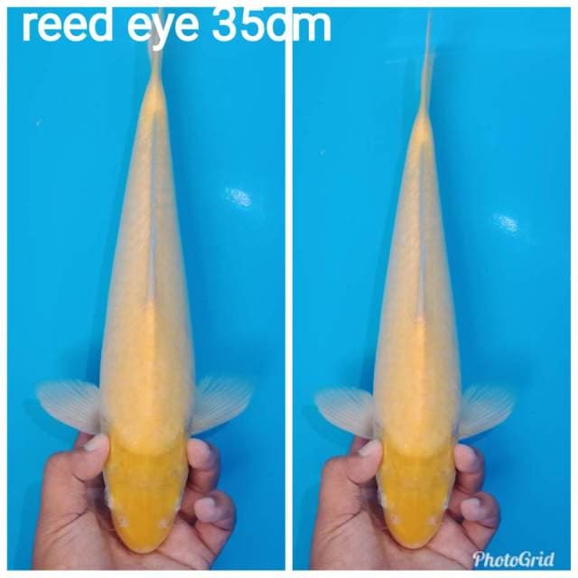 Red eye top quality