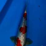 Maruten kohaku ginrin