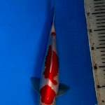 Kohaku