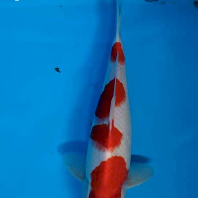 Kohaku