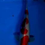 Kohaku