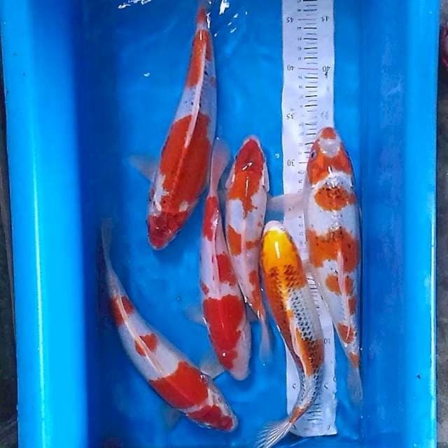 Kohaku, kujaku, goshiki 6 ekor