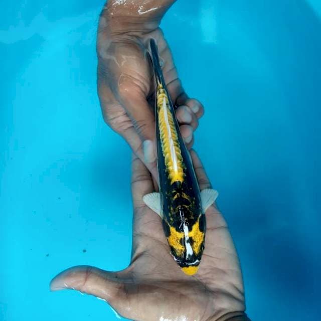 Kabuto