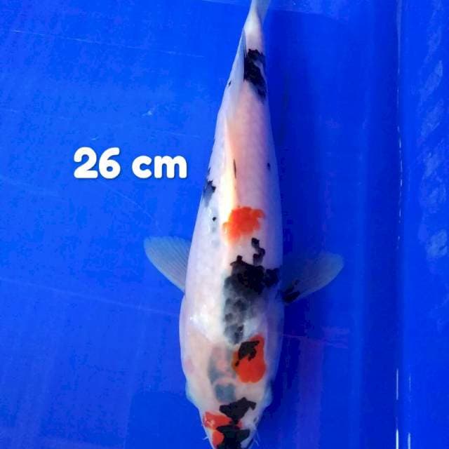 Showa 26 cm