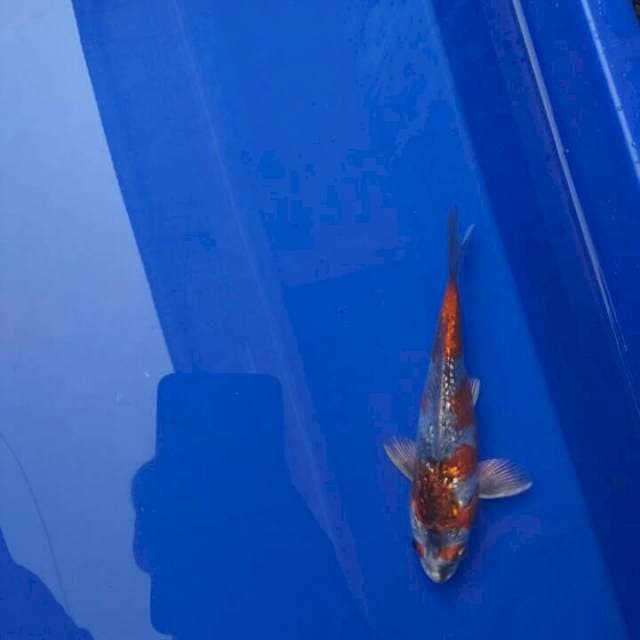 Kage Showa Gindrin kategori B
