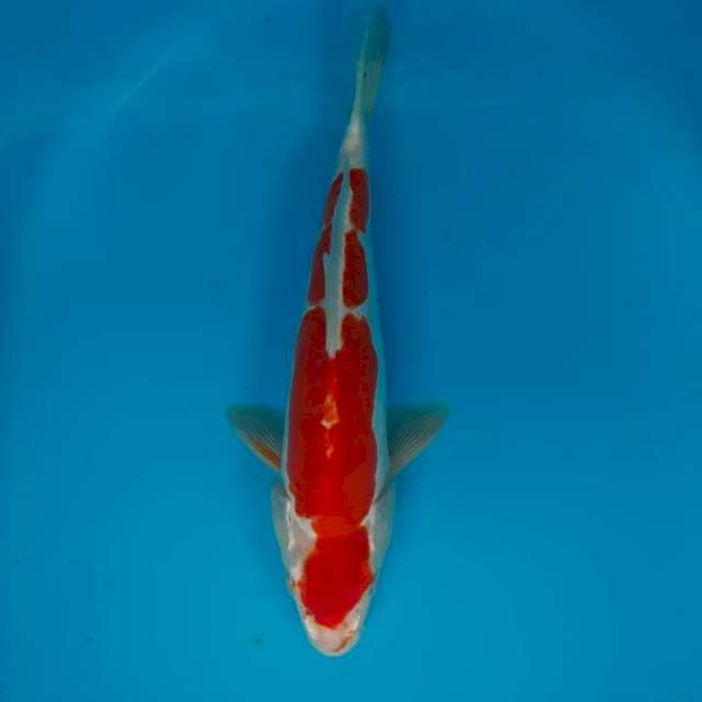 Kohaku