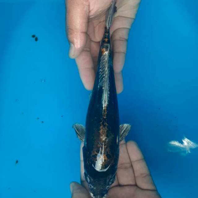 Kawari