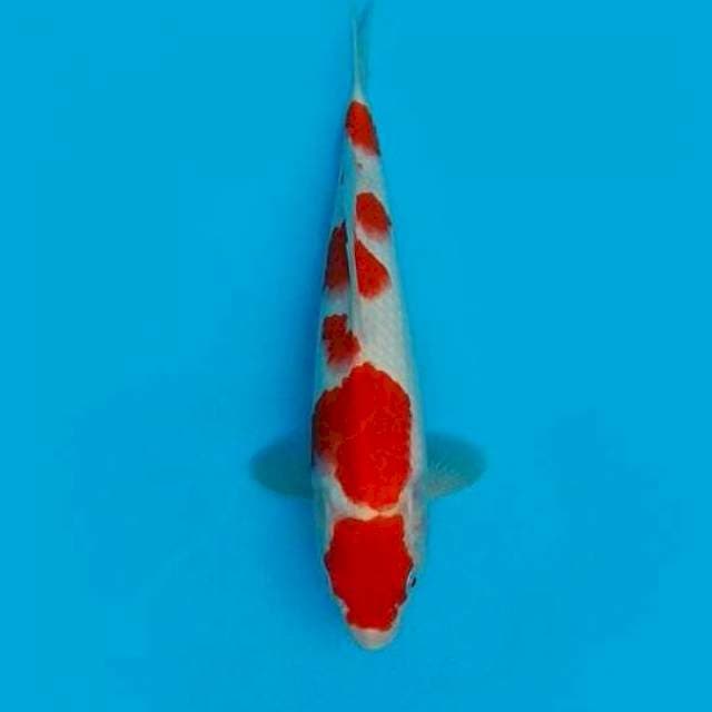 28CM - KOHAKU HQ