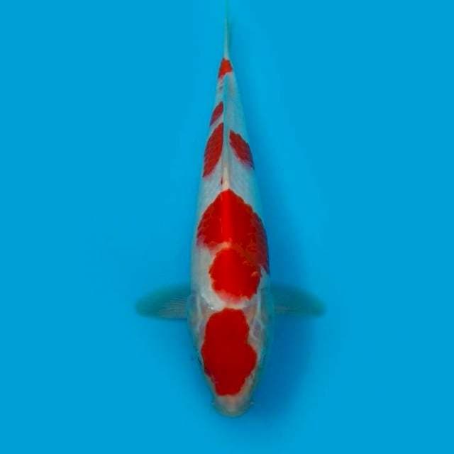 31CM - KOHAKU HQ