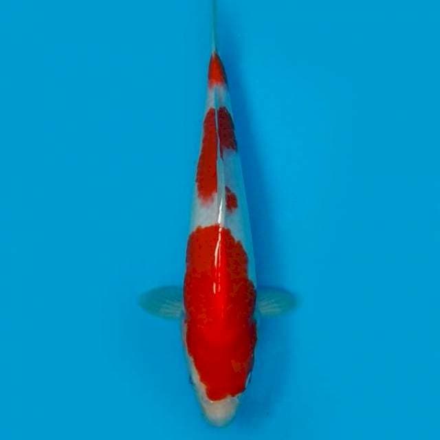 29CM - KOHAKU hQ 