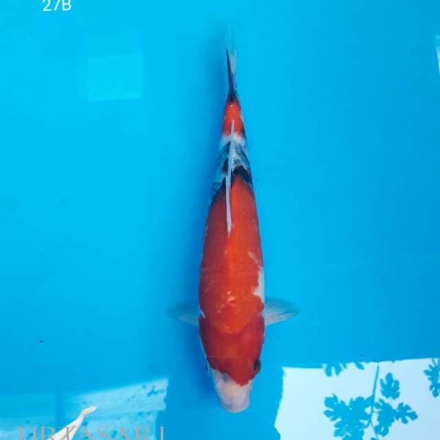 Showa 2 step 27 cm