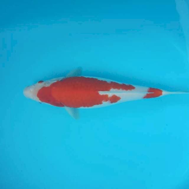 Nidan kohaku