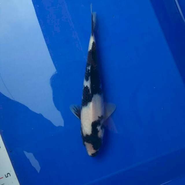 Shiro Hitam Merona