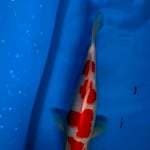 Kohaku