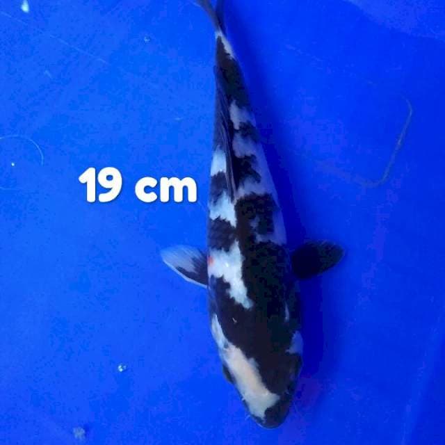 Shiro 19 cm