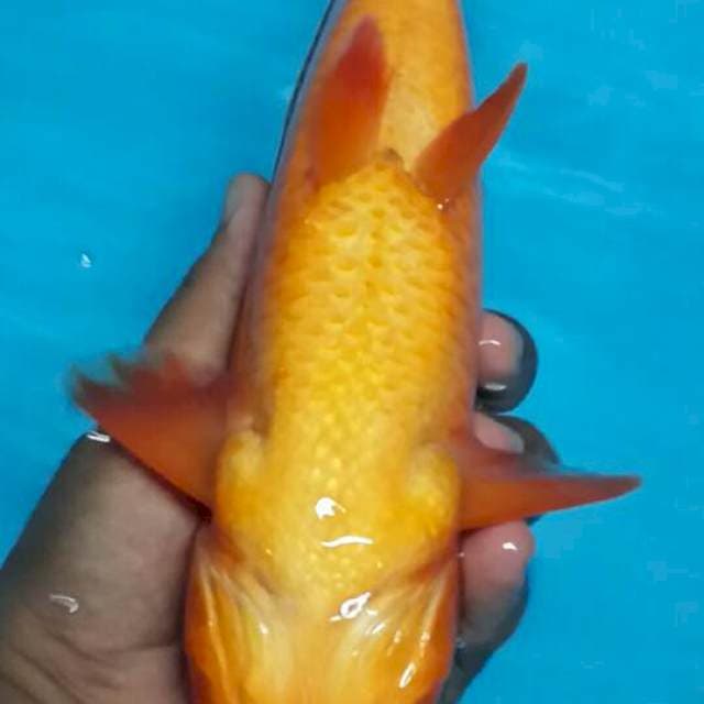 Benigoi plus