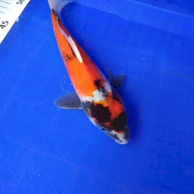 Showa Tategoi 24 cm