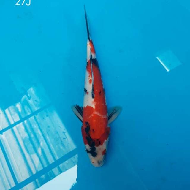 Kindai Showa 27 Jantan