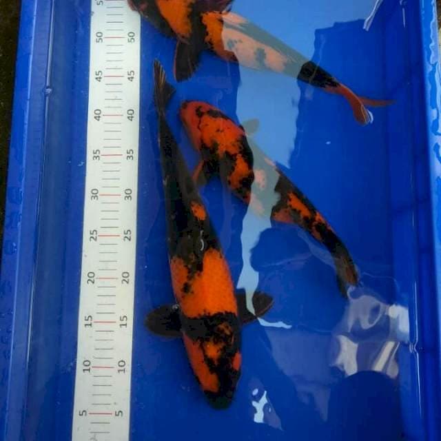 Mix 3 Hiutsuri Hitam pekat