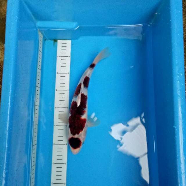 ORIGINAL Budhogoro 32 CM