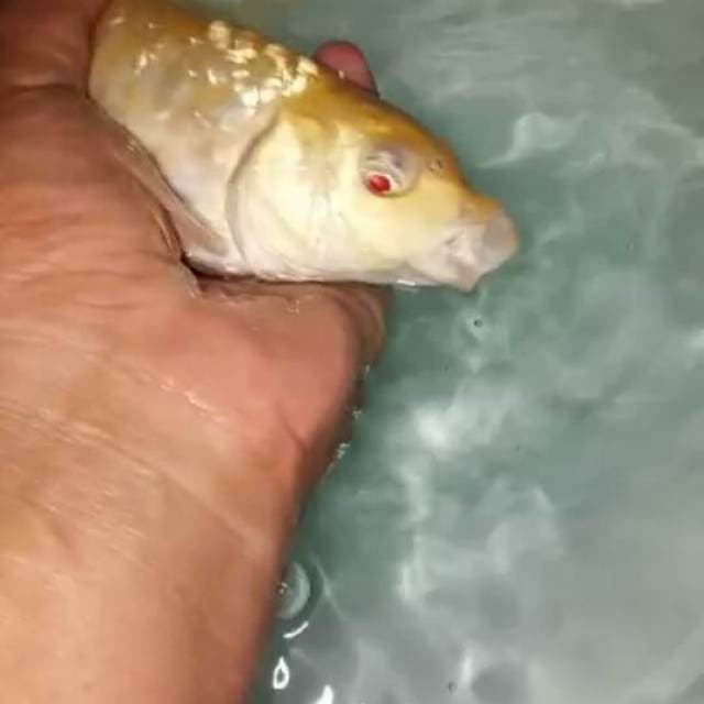 Karasi mata merah aragoke