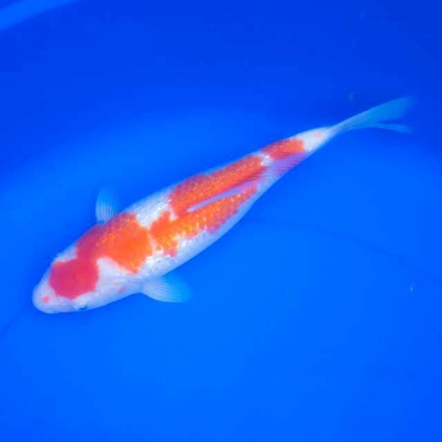 Kohaku ginrin