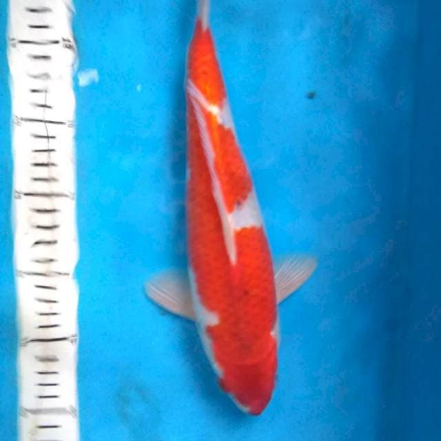 GHOSHIKI STRONG 31 cm