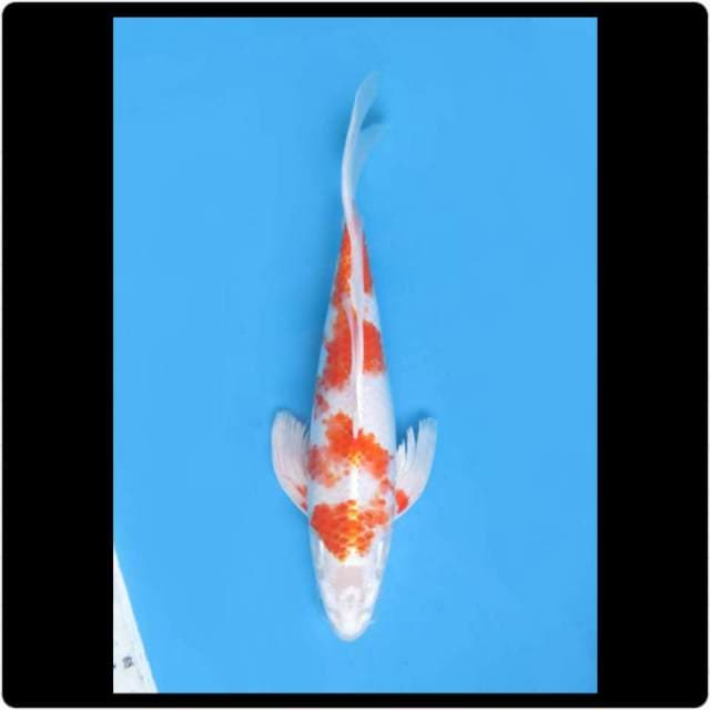 39cm - Male - Kumpay Spesial