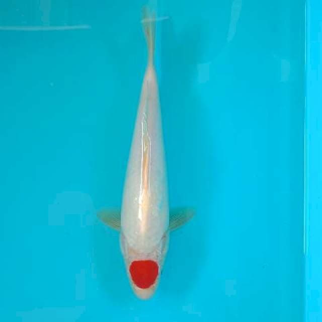 TANCHO KOHAKU 27 CM