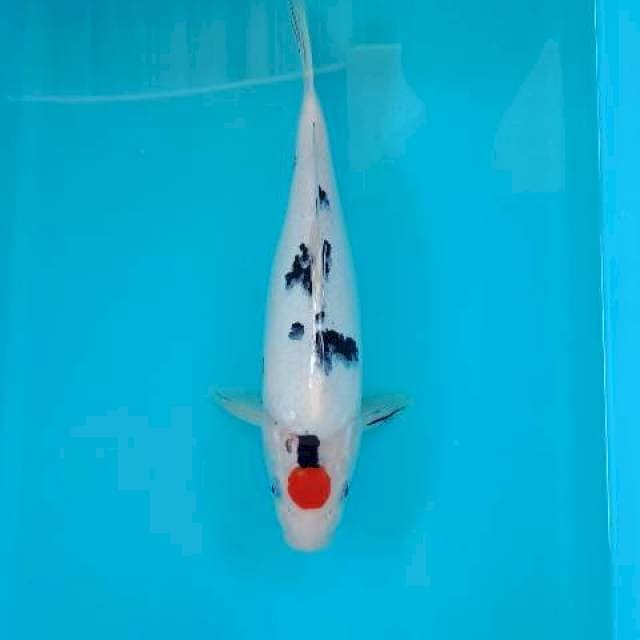 TANCHO SANKE 30 CM