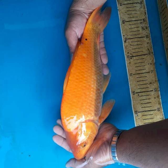 Munuk