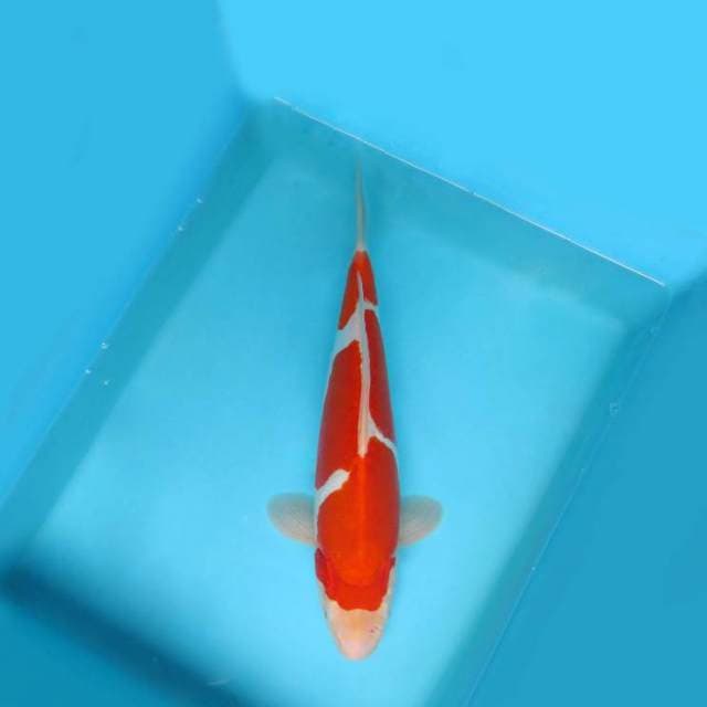 2. DAMARKOI ( KOHAKU DOITSU )