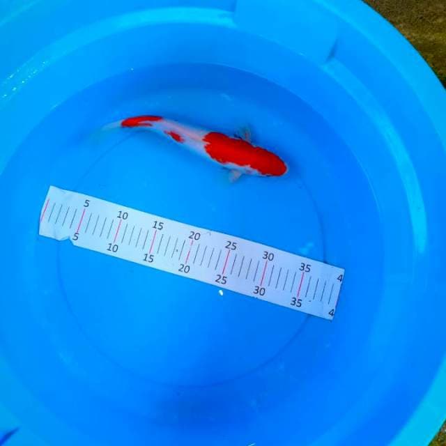 Kohaku original