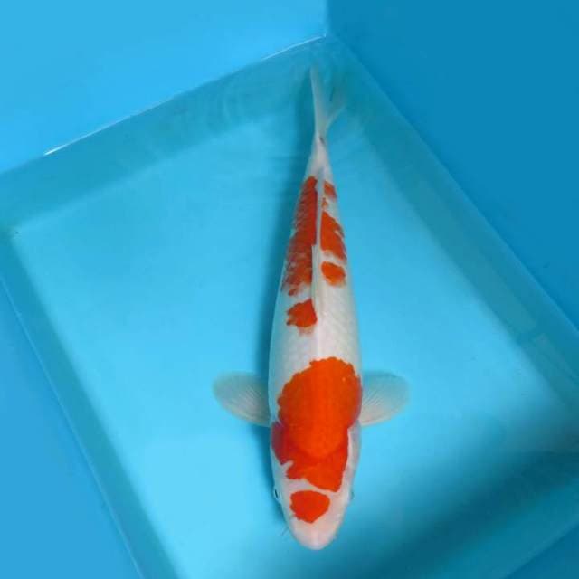 3. DAMARKOI ( MARUTEN KOHAKU )