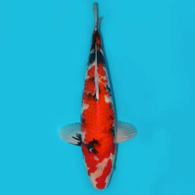 Showa 39 cm