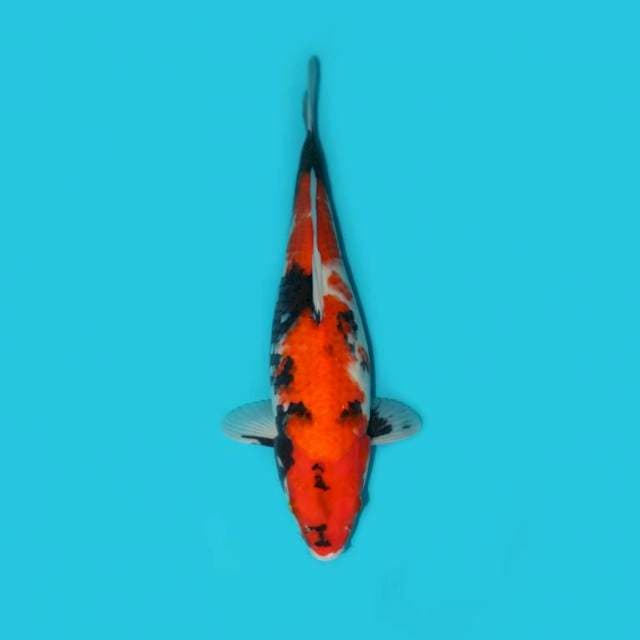 Showa 42 cm