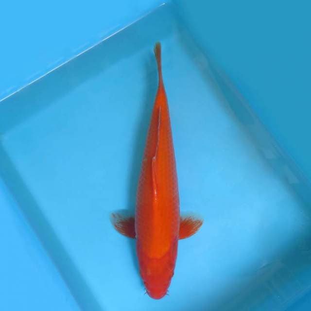 5. DAMARKOI ( AKAHAJIRO )