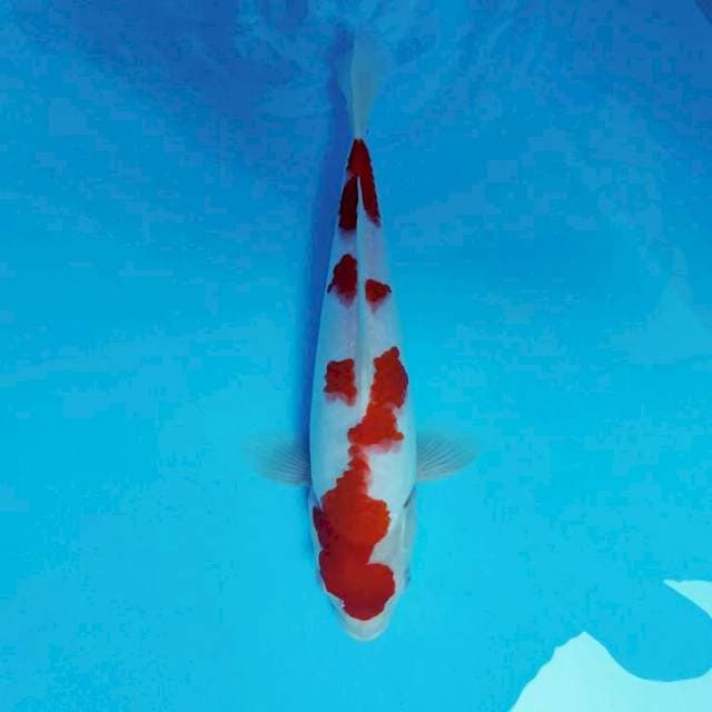 DK 16 - KOHAKU ®