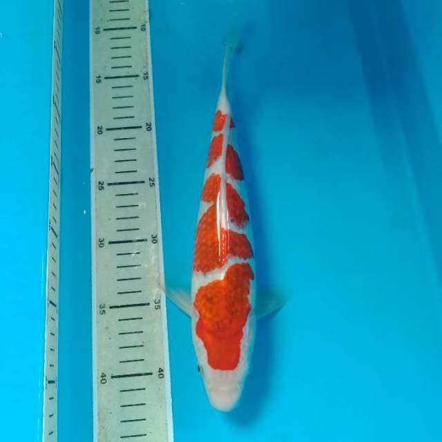 Ai Goromo 30 cm