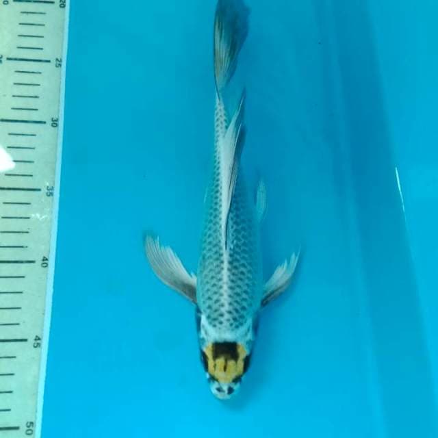 Tancho kumpay 27 cm