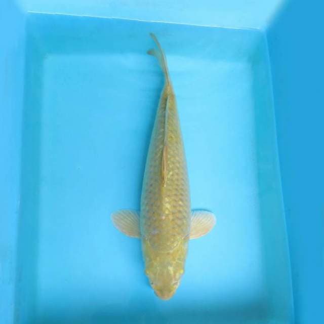 6. DAMARKOI ( MIDORI GOI )