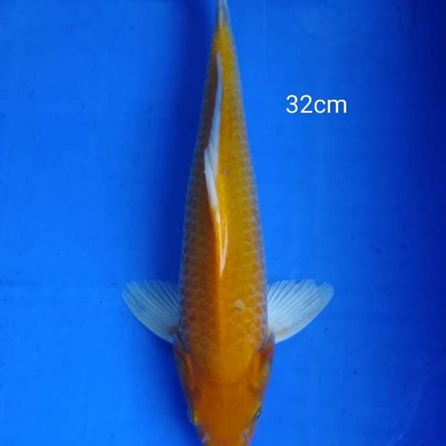 orenji