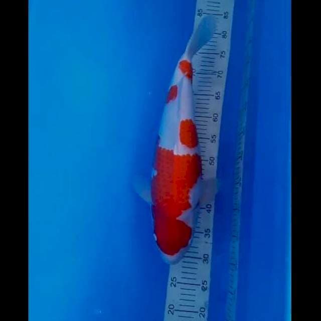Kohaku 53cm