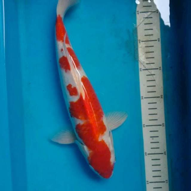 kohaku